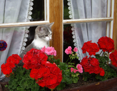 Junge Katze vor Fenster mit Geranien Junge Katze vor Fenster mit Geranien