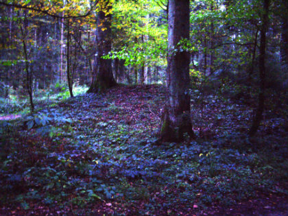 Grabhuegel Heidenmoos Grabhuegel Heidenmoos